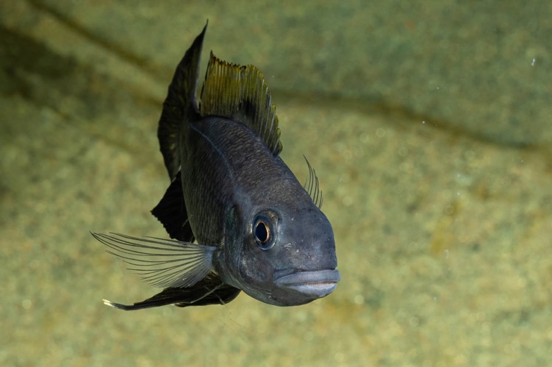 Cunningtonia longiventralis 'Ulwile Island'